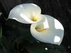 lilies