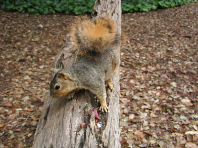 squirrel5 4_20_04