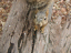 squirrel8 4_20_04
