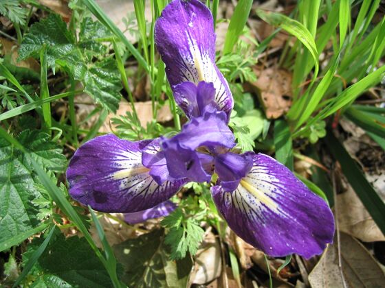 Click to See Next Image