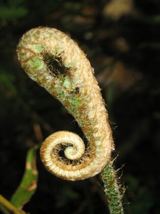 Click to See Next Image