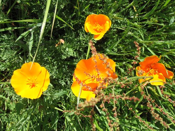 Click to See Next Image