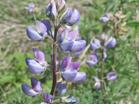 Click to See Next Image