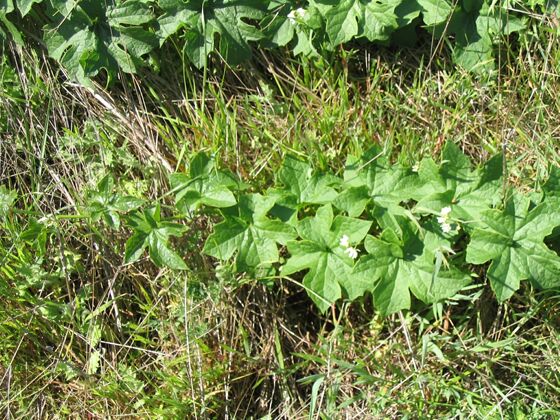 Click to See Next Image