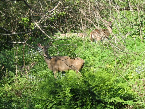 Click to See Next Image