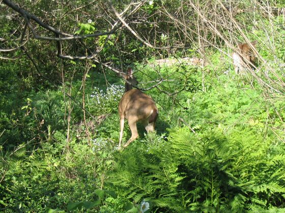 Click to See Next Image