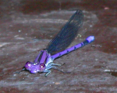 dragonfly