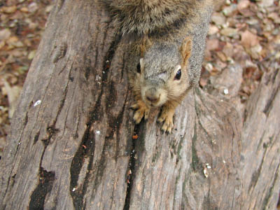 squirrel8 4_20_04