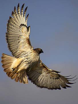 Red-tailed hawk